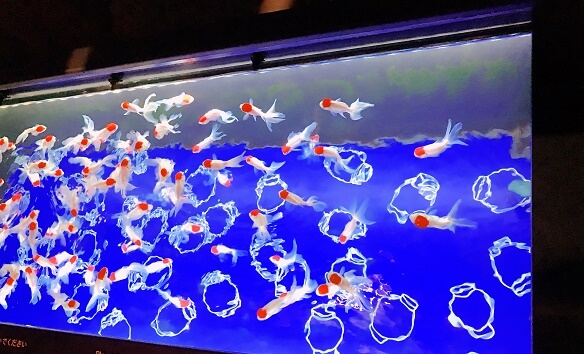 すみだ【金魚2】