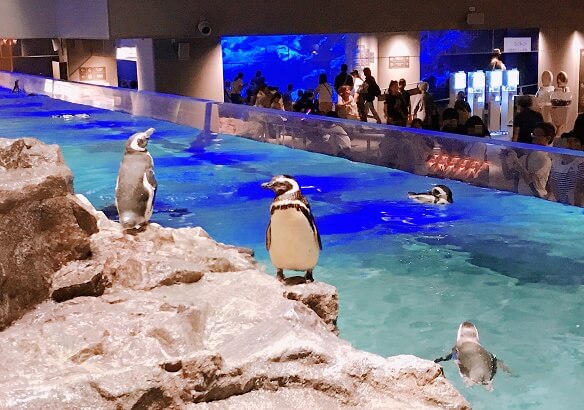 すみだ【ペンギン】