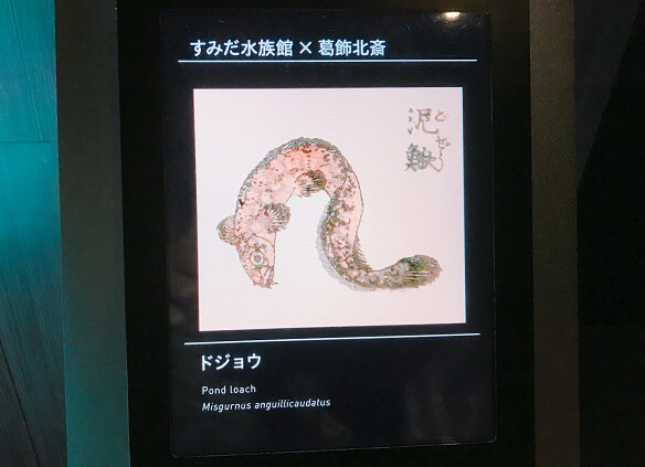すみだ【どぜう】